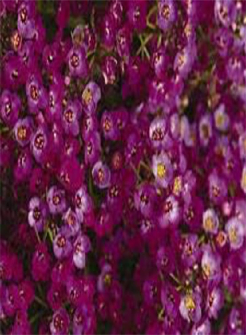 GGOOT Alyssum Oriental Nights Lobularia Maritima - 1,00 Bulk (PKD) Seeds