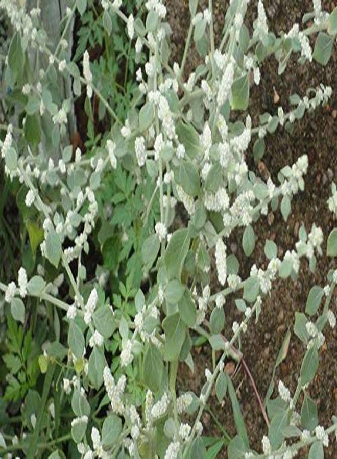 Mountain Knot Grass flower (Its Raw Mountain Knot not a Powder), Poola Poo, Ciru pulai, Bili Himdi Soppu, Cherula, Chhaya, ulinai, Pack of 75 Grams