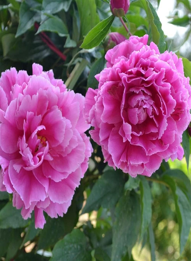 جي جوت بذور الفاوانيا الوردية المزروعة في فناء المنزل، ذات قدرة قوية على التكيف، سهلة العناية، مناسبة للبستانيين المبتدئين - Image 3