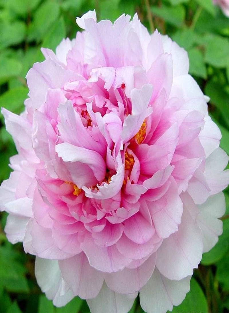 جي جوت بذور الفاوانيا الوردية المزروعة في فناء المنزل، ذات قدرة قوية على التكيف، سهلة العناية، مناسبة للبستانيين المبتدئين - Image 1