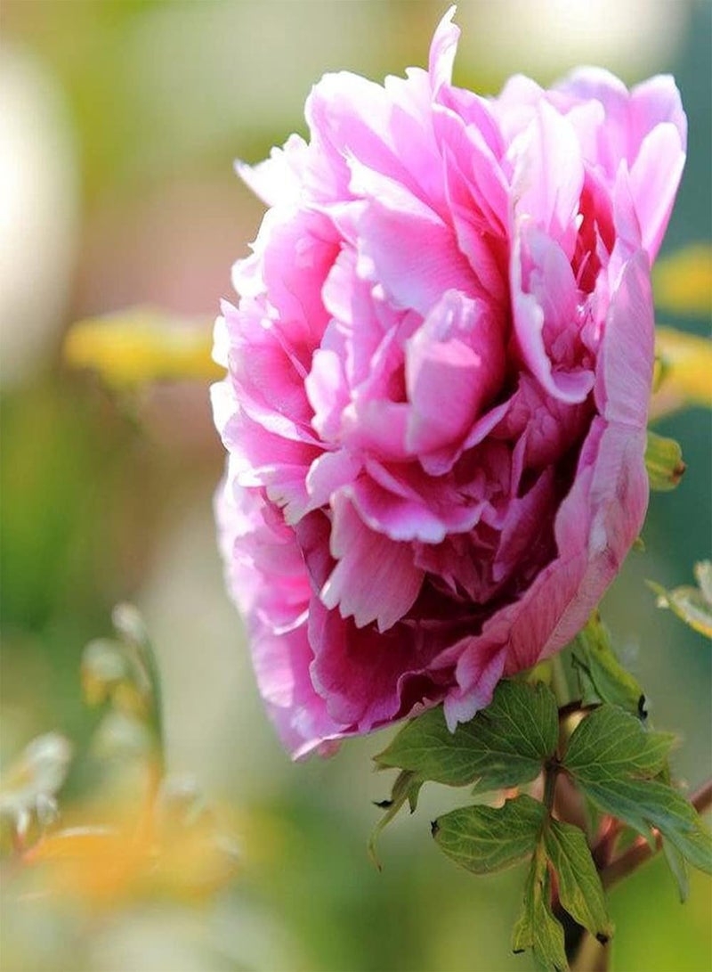 جي جوت بذور الفاوانيا الوردية المزروعة في فناء المنزل، ذات قدرة قوية على التكيف، سهلة العناية، مناسبة للبستانيين المبتدئين - Image 2