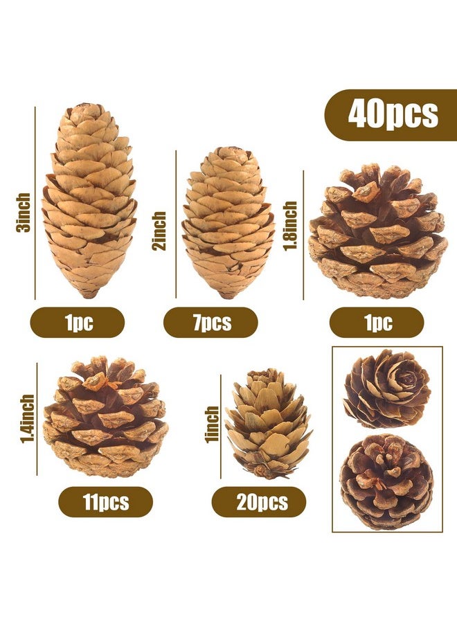 Johouse - 40Pcs Natural Pine Cones Bulk, Pinecones Decorations Pine Cone Ornaments For Crafts Thanksgiving Christmas Wreath Table Bowl Decor - Image 1