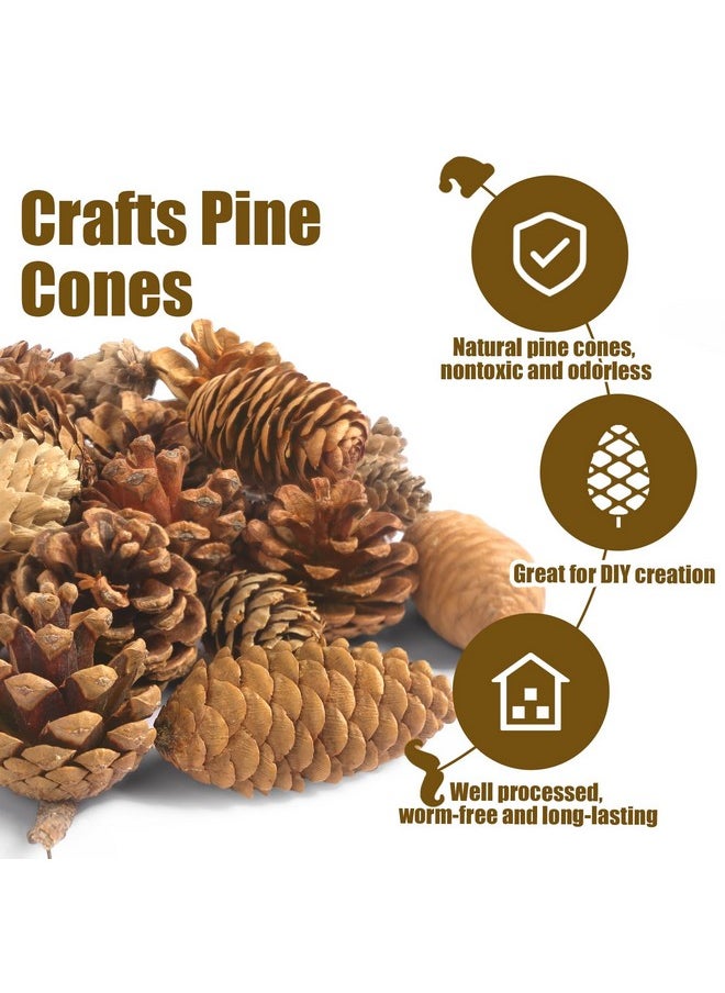 Johouse - 40Pcs Natural Pine Cones Bulk, Pinecones Decorations Pine Cone Ornaments For Crafts Thanksgiving Christmas Wreath Table Bowl Decor - Image 1