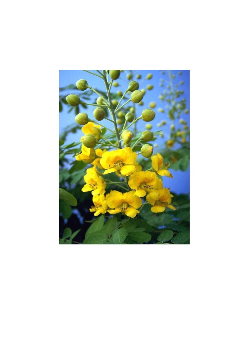 Caesalpinia mexicana YELLOW flowering Dwarf Poinciana Mexican Holdback 50 seeds - Image 2