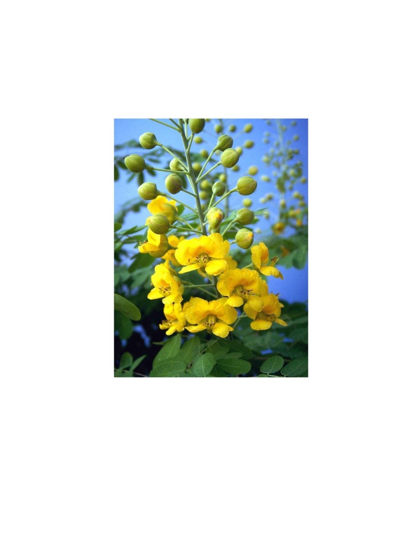 Caesalpinia mexicana YELLOW flowering Dwarf Poinciana Mexican Holdback 50 seeds - Image 3
