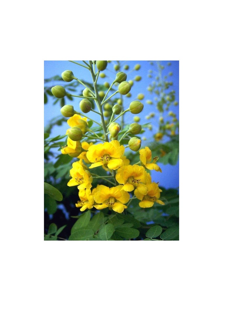 Caesalpinia mexicana YELLOW flowering Dwarf Poinciana Mexican Holdback 50 seeds - Image 1