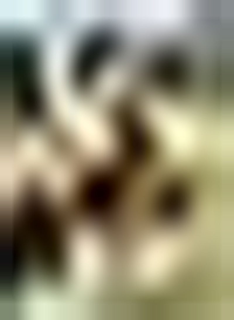 جي جوت 5 قطع من 5 قطع من قزحية العين القوية aanpassingsvermogen voor tuin huis balkon hekken tuin Decoratie bloemen genieten Van het plezier Van planten geschikt للمبتدئين - Image 1