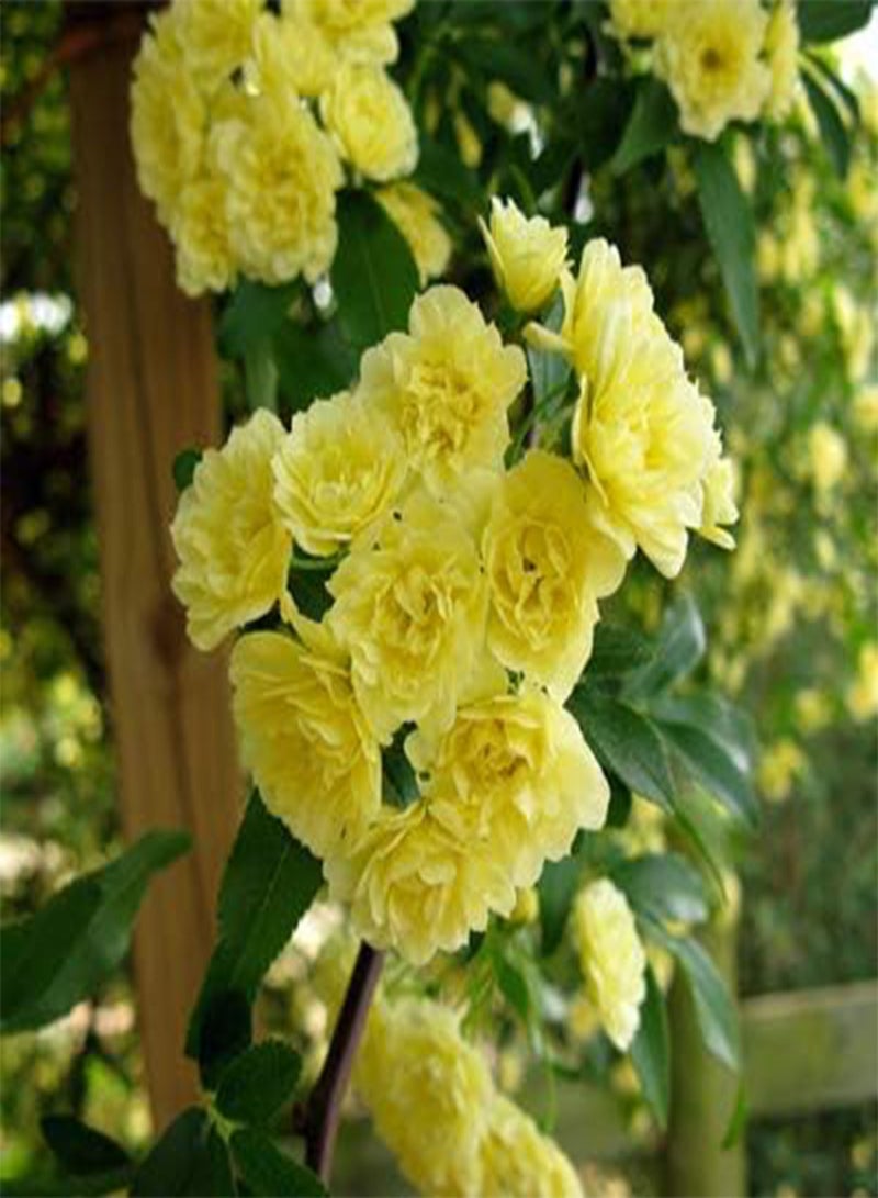 GGOOT seeds Fresh 50 pcs Climbing Rose Flower seeds for Planting Light Yellow