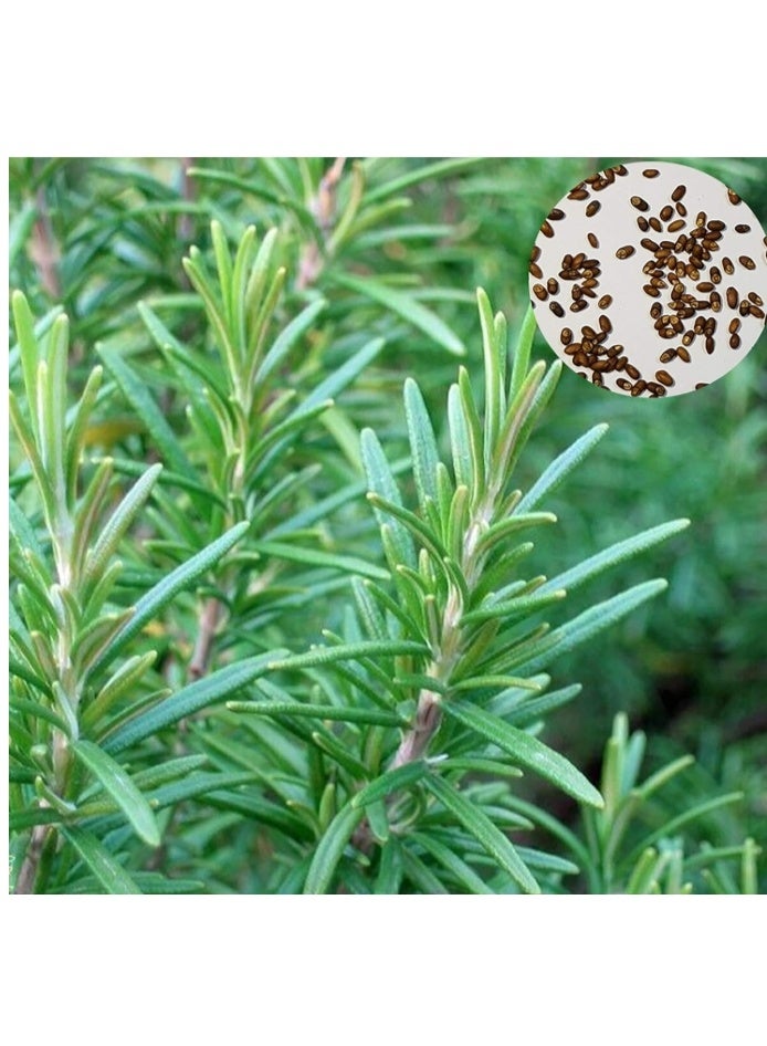 1000 PCS Rosemary Seeds For Planting - Image 1
