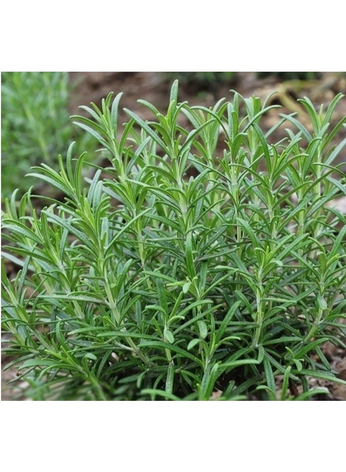 1000 PCS Rosemary Seeds For Planting - Image 2