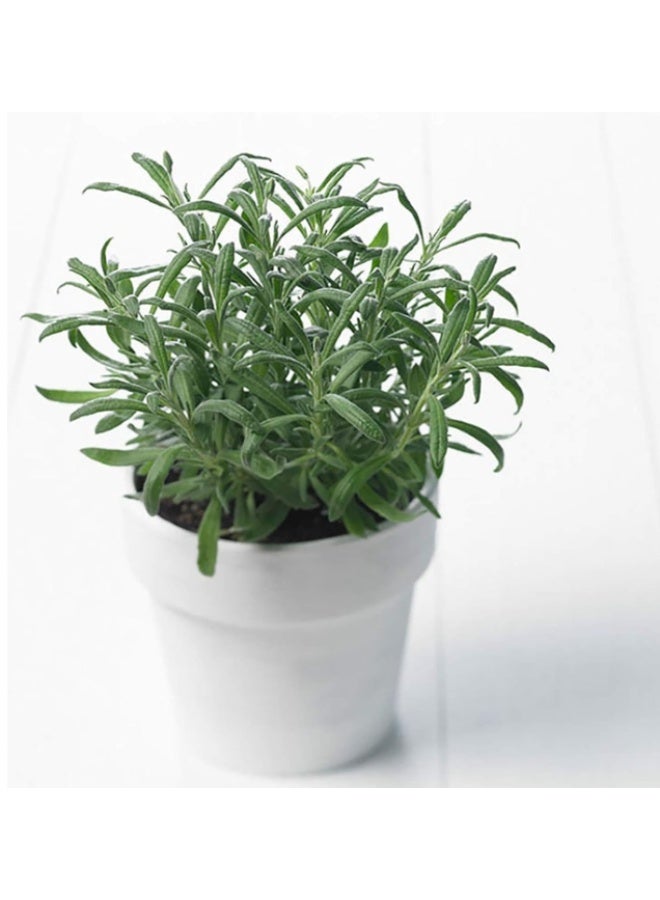 1000 PCS Rosemary Seeds For Planting - Image 4