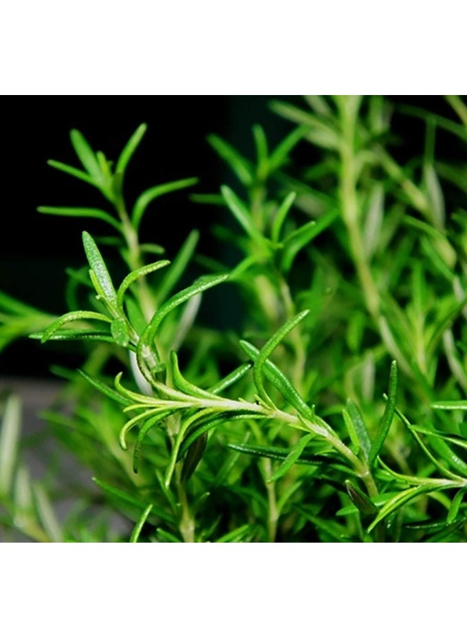 1000 PCS Rosemary Seeds For Planting - Image 3
