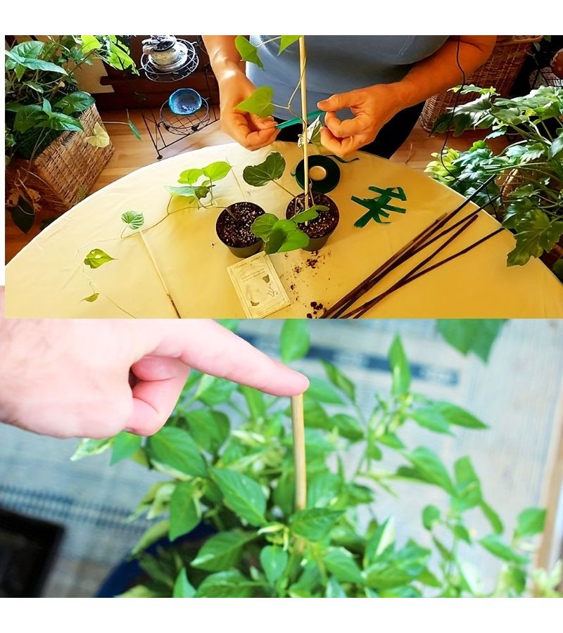 10pcs Bamboo Craft Sticks 39x1969 Inch Smooth Plant Support Crafts Art - Image 2