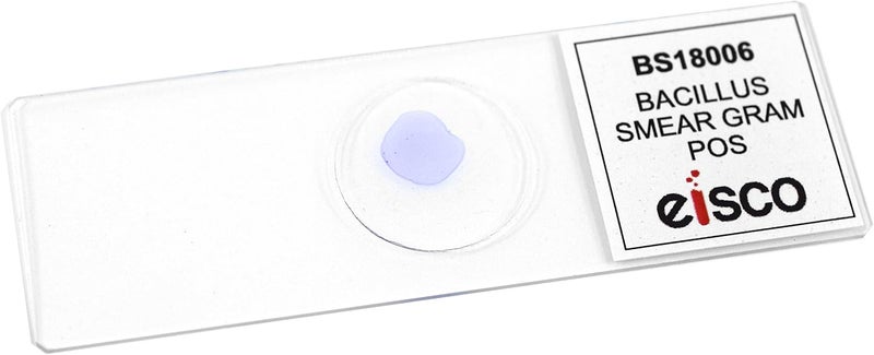 EISCO (Pack of 10) Bacillus Smear, Gram Positive Stain - Prepared Microscope Slides - 75 x 25mm - Classroom Pack, 10 Slides in Storage Case - Biology & Microscopy - Image 1