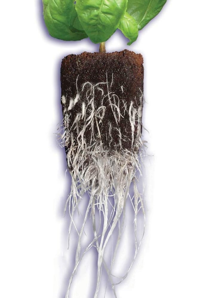 General Hydroponics جهاز بدء النباتات السريع من جنرال هايدروبونيكس - 50 قابس للتربة والهايدروبونيكس - Image 5