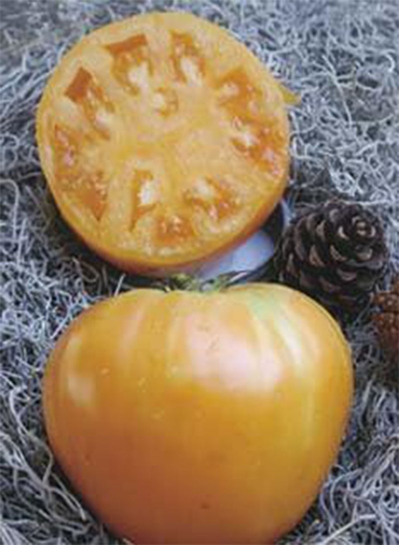 GGOOT Tomato Oxheart Orange 100 Seeds