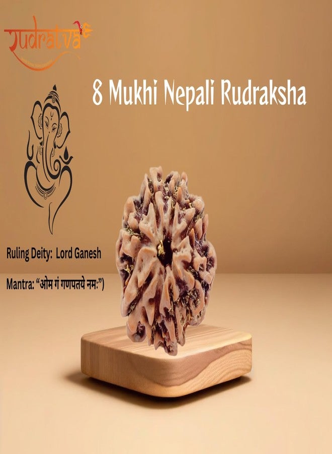 Rudratva 8 Mukhi/Faced Nepali Rudraksha Bead | Natural Eight-Mukhi Rudraksha Nepal Origin | Lab Certified 18-22 mm | for Men & Women - Image 2