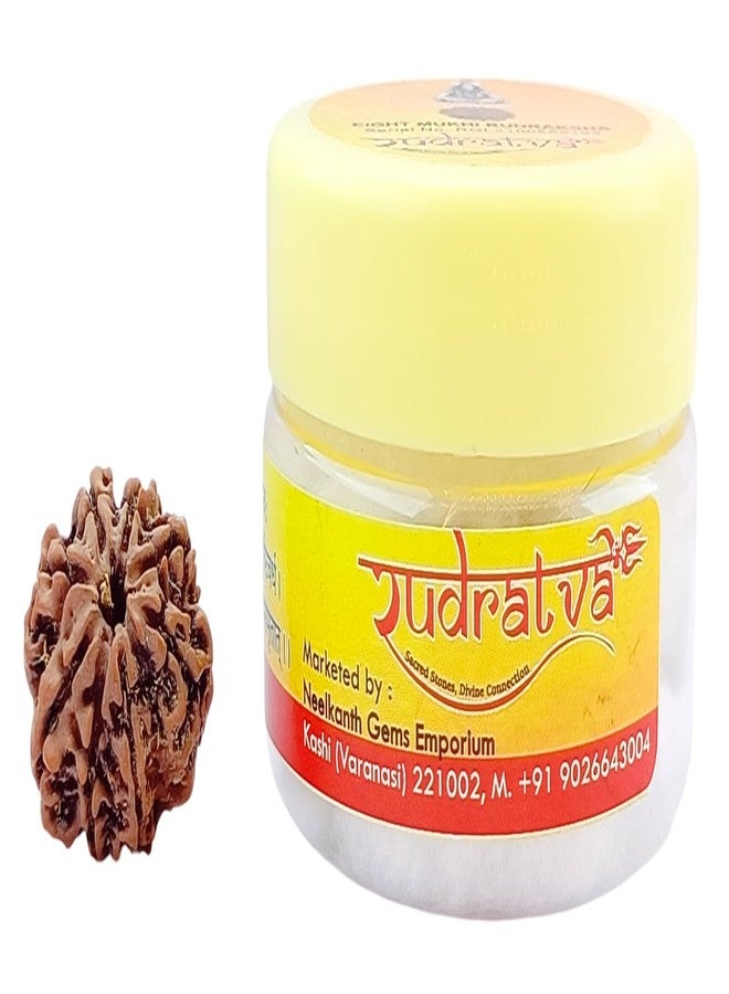 Rudratva 8 Mukhi/Faced Nepali Rudraksha Bead | Natural Eight-Mukhi Rudraksha Nepal Origin | Lab Certified 18-22 mm | for Men & Women - Image 4