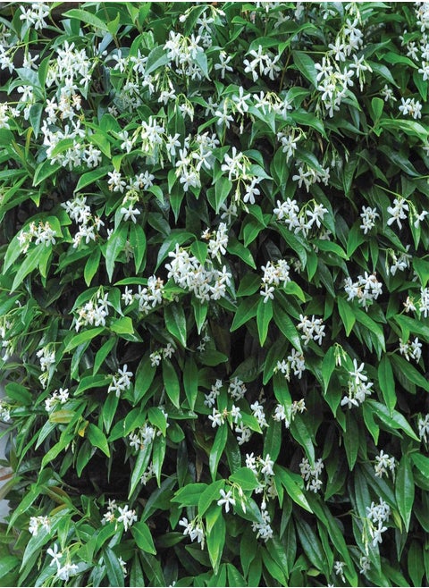 Star Jasmine Evergreen Climbing Garden Plant for Trellis, Fences and Obelisks Baring Fragrant White Summer Flowers, 1 x Trachelospermum Jasminoides in a 2L Pot by seeds