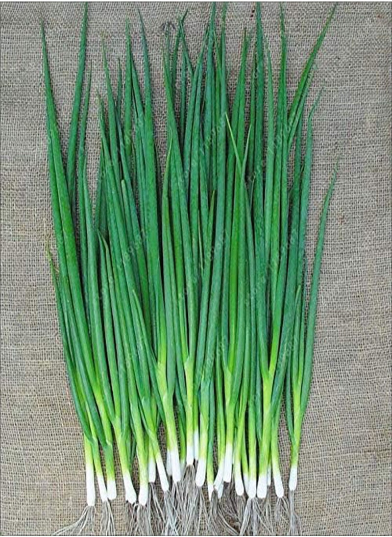 GGOOT - Seeds 100Pcs/Bag Small Green Onion Organic Heirloom Vegetables Heathy Kitchen Cooking: Only Seeds - Image 1