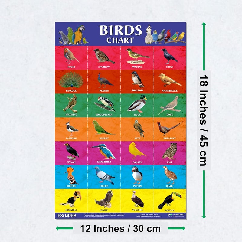 ESCAPER Birds Educational Charts for Kids, Charts for Kids Learning (11.5 x 17.5 inches), Kids Study Material, Kids Learning Books, Educational Posters - Image 2