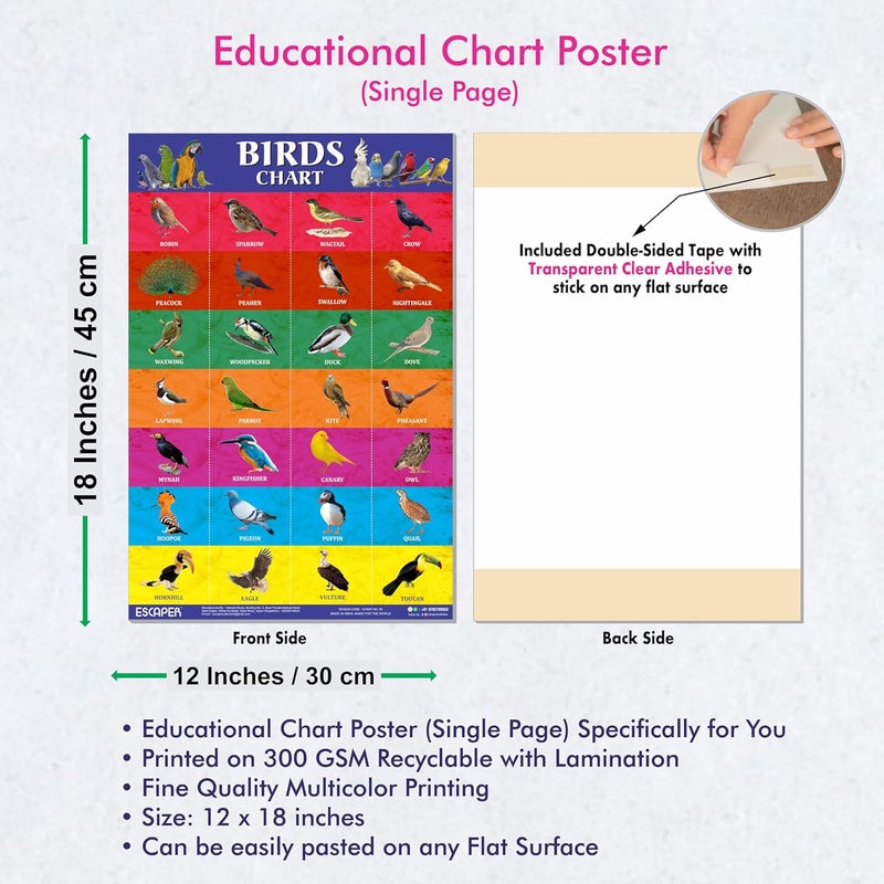 ESCAPER Birds Educational Charts for Kids, Charts for Kids Learning (11.5 x 17.5 inches), Kids Study Material, Kids Learning Books, Educational Posters - Image 3