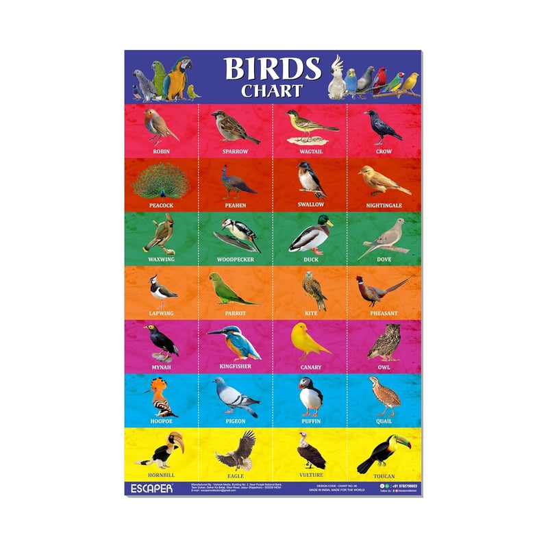 ESCAPER Birds Educational Charts for Kids, Charts for Kids Learning (11.5 x 17.5 inches), Kids Study Material, Kids Learning Books, Educational Posters - Image 1