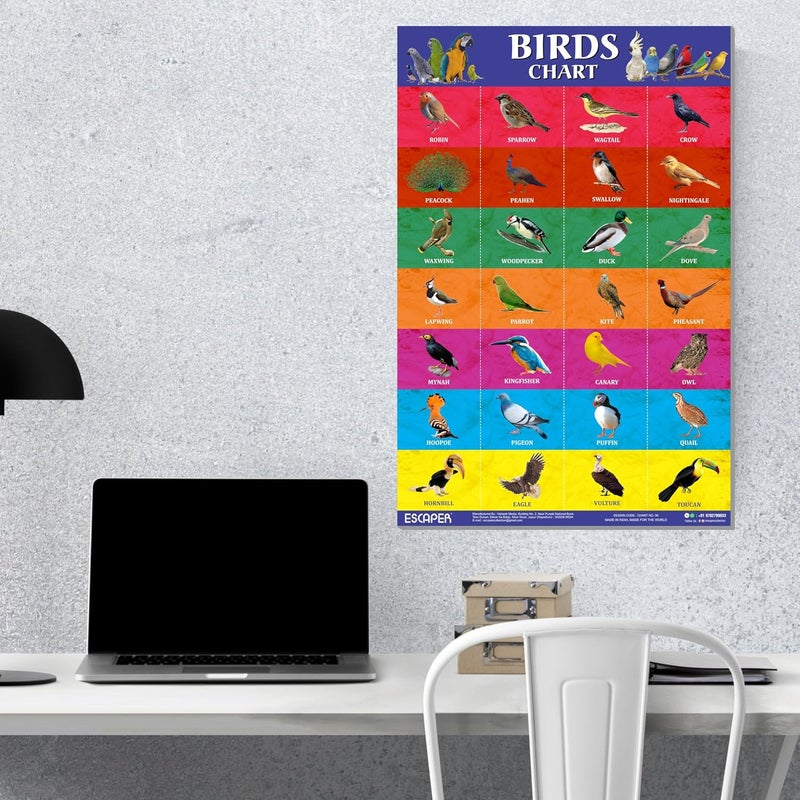 ESCAPER Birds Educational Charts for Kids, Charts for Kids Learning (11.5 x 17.5 inches), Kids Study Material, Kids Learning Books, Educational Posters - Image 4