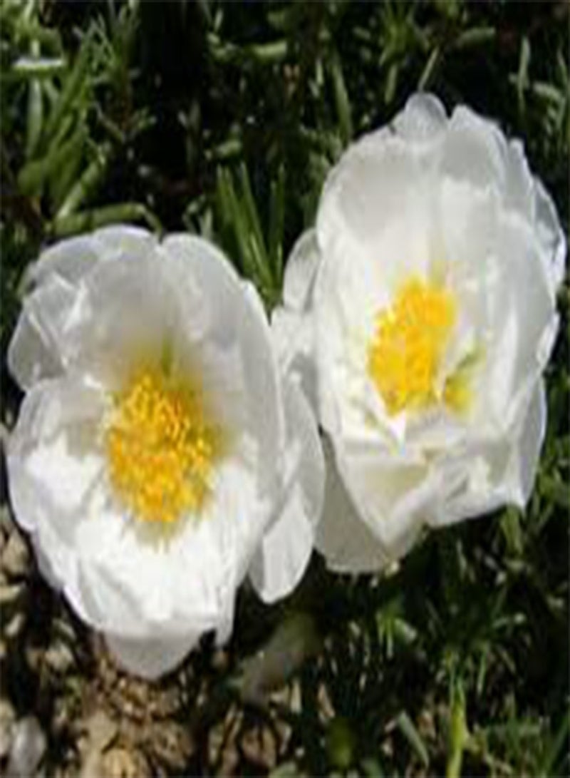 GGOOT Moss Rose White Portulaca Grandiflora - 1,250 Bulk (PKD) Seeds