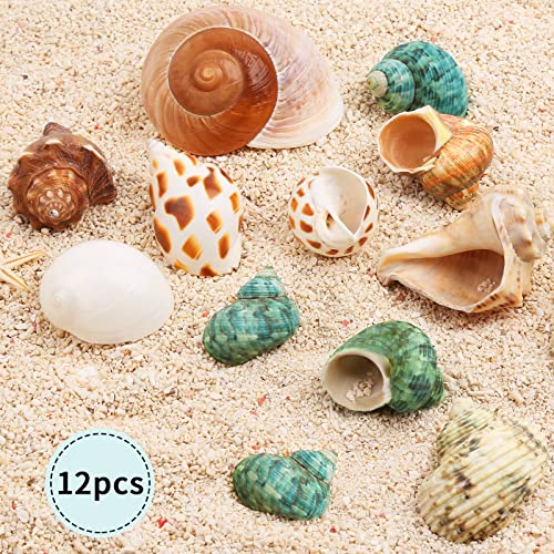 Giftvest Hermit Crab Shells Medium and Large - 12PCS Growth Turbo Seashells Size 1.18"-3.2" for Small Medium and Large Crabs - Saltwater Hermit Crab Supplies,Natural Sea Shell Decor - Image 2