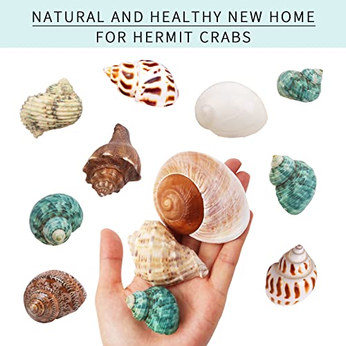 Giftvest Hermit Crab Shells Medium and Large - 12PCS Growth Turbo Seashells Size 1.18"-3.2" for Small Medium and Large Crabs - Saltwater Hermit Crab Supplies,Natural Sea Shell Decor - Image 4