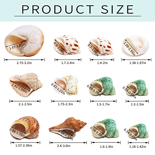 Giftvest Hermit Crab Shells Medium and Large - 12PCS Growth Turbo Seashells Size 1.18"-3.2" for Small Medium and Large Crabs - Saltwater Hermit Crab Supplies,Natural Sea Shell Decor - Image 3