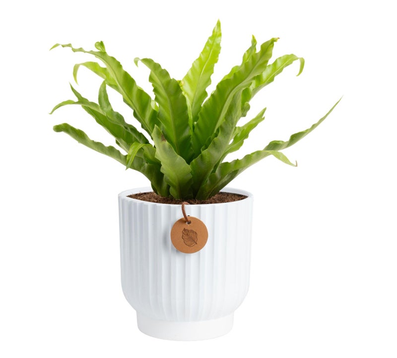 Costa Farms Bird's Nest Fern Live Plant in Decorative Pot, Air Purifying Indoor Houseplant, Perfect for Home, Room, or Office Decor, Great House Warming or Birthday Gift, 12-18 Inches Tall - Image 1