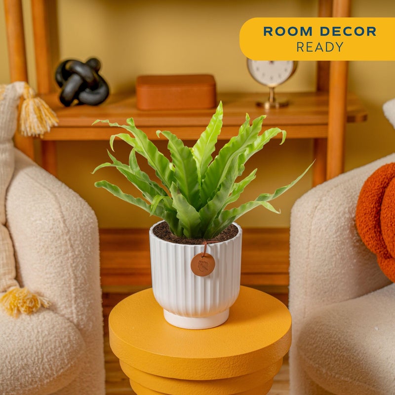 Costa Farms Bird's Nest Fern Live Plant in Decorative Pot, Air Purifying Indoor Houseplant, Perfect for Home, Room, or Office Decor, Great House Warming or Birthday Gift, 12-18 Inches Tall - Image 2