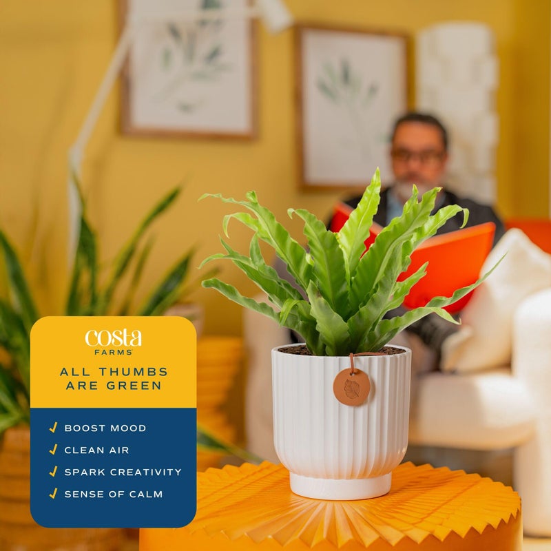 Costa Farms Bird's Nest Fern Live Plant in Decorative Pot, Air Purifying Indoor Houseplant, Perfect for Home, Room, or Office Decor, Great House Warming or Birthday Gift, 12-18 Inches Tall - Image 5