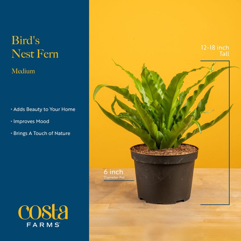 Costa Farms Bird's Nest Fern Live Plant in Decorative Pot, Air Purifying Indoor Houseplant, Perfect for Home, Room, or Office Decor, Great House Warming or Birthday Gift, 12-18 Inches Tall - Image 4
