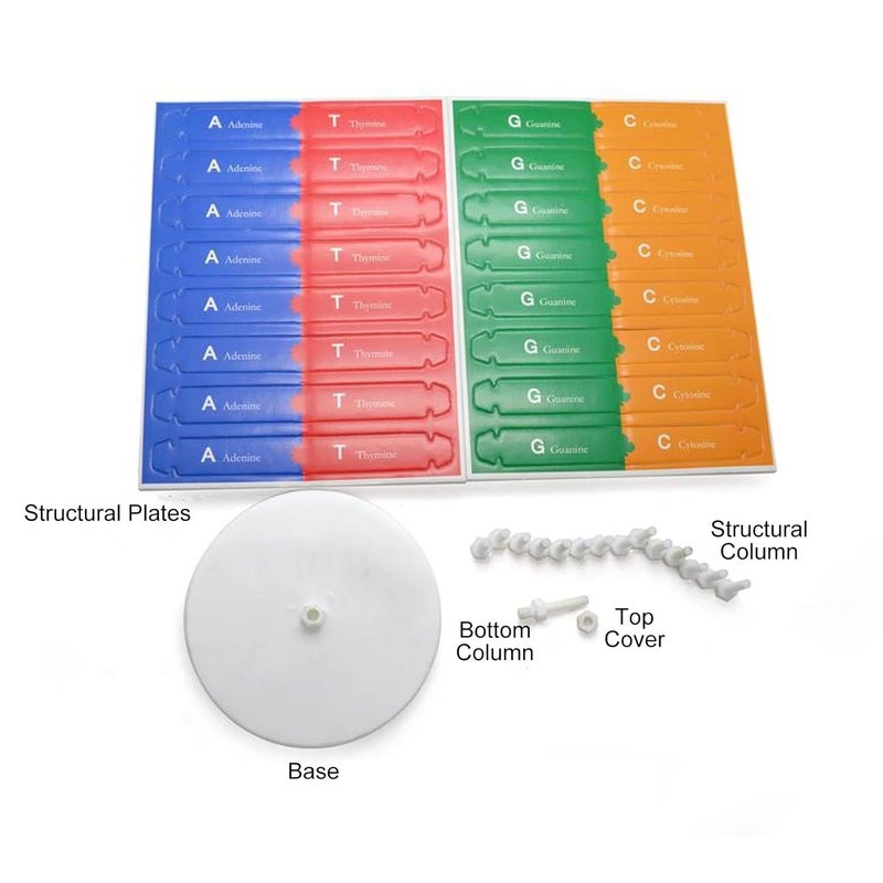 klarako Human DNA Model Colorful Double Spiral Assemble Model Science Educational Teaching Biological Science Instrument Models Teaching Kit - Image 4