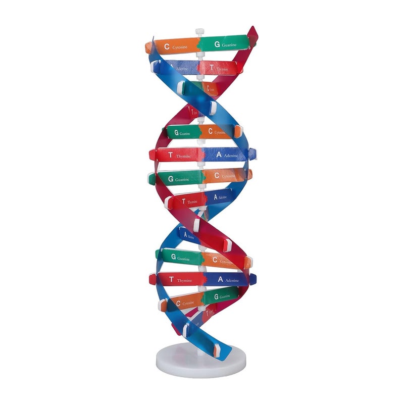 klarako Human DNA Model Colorful Double Spiral Assemble Model Science Educational Teaching Biological Science Instrument Models Teaching Kit - Image 1