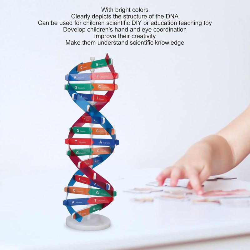 klarako Human DNA Model Colorful Double Spiral Assemble Model Science Educational Teaching Biological Science Instrument Models Teaching Kit - Image 3