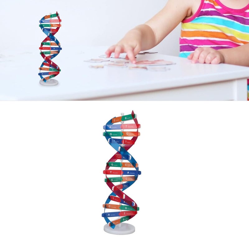 klarako Human DNA Model Colorful Double Spiral Assemble Model Science Educational Teaching Biological Science Instrument Models Teaching Kit - Image 2