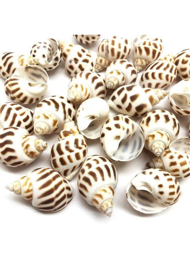 PEPPERLONELY 10PC Babylonia Areolata Hermit Crab Sea Shells, 2 Inch - Image 2