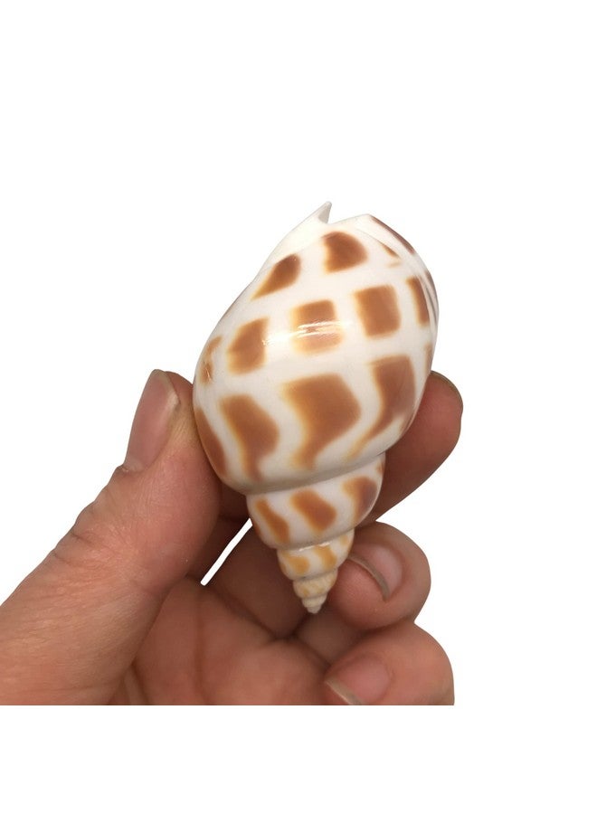 PEPPERLONELY 10PC Babylonia Areolata Hermit Crab Sea Shells, 2 Inch - Image 4