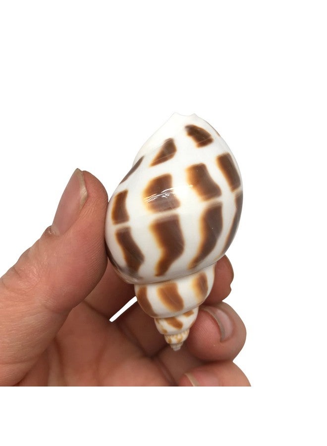 PEPPERLONELY 10PC Babylonia Areolata Hermit Crab Sea Shells, 2 Inch - Image 3