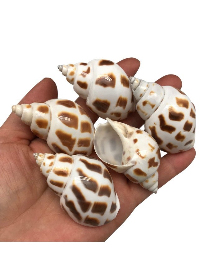 PEPPERLONELY 10PC Babylonia Areolata Hermit Crab Sea Shells, 2 Inch - Image 1