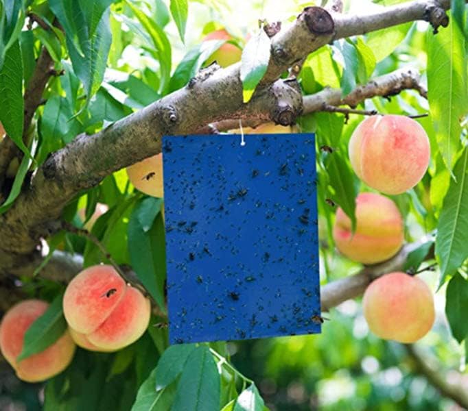 Hydrofarm Seabright Sticky Thrip Leafminer Trap - Pack of 5 with Brilliant Blue Color Attractant - Image 4