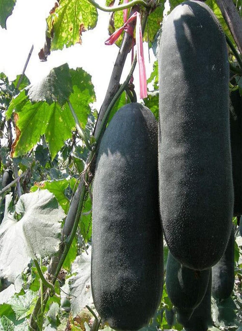 جي جوت 200 قطعة من بذور البطيخ الشتوي، نبات القرع الشمعي السنوي النادر ذو القشرة السوداء، سهل الزراعة والحصاد، أنشئ حديقتك المنزلية الرعوية الخاصة بك، زراعة بسيطة - Image 1