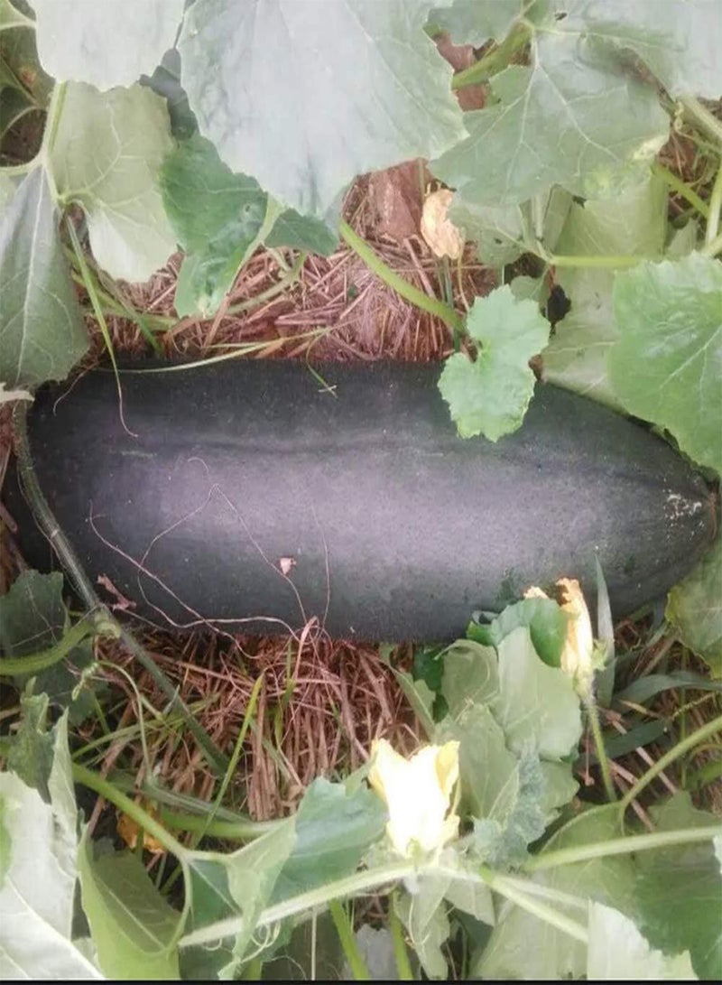 جي جوت 200 قطعة من بذور البطيخ الشتوي، نبات القرع الشمعي السنوي النادر ذو القشرة السوداء، سهل الزراعة والحصاد، أنشئ حديقتك المنزلية الرعوية الخاصة بك، زراعة بسيطة - Image 2