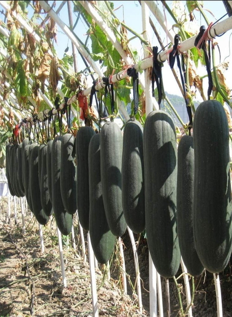 جي جوت 200 قطعة من بذور البطيخ الشتوي، نبات القرع الشمعي السنوي النادر ذو القشرة السوداء، سهل الزراعة والحصاد، أنشئ حديقتك المنزلية الرعوية الخاصة بك، زراعة بسيطة - Image 3