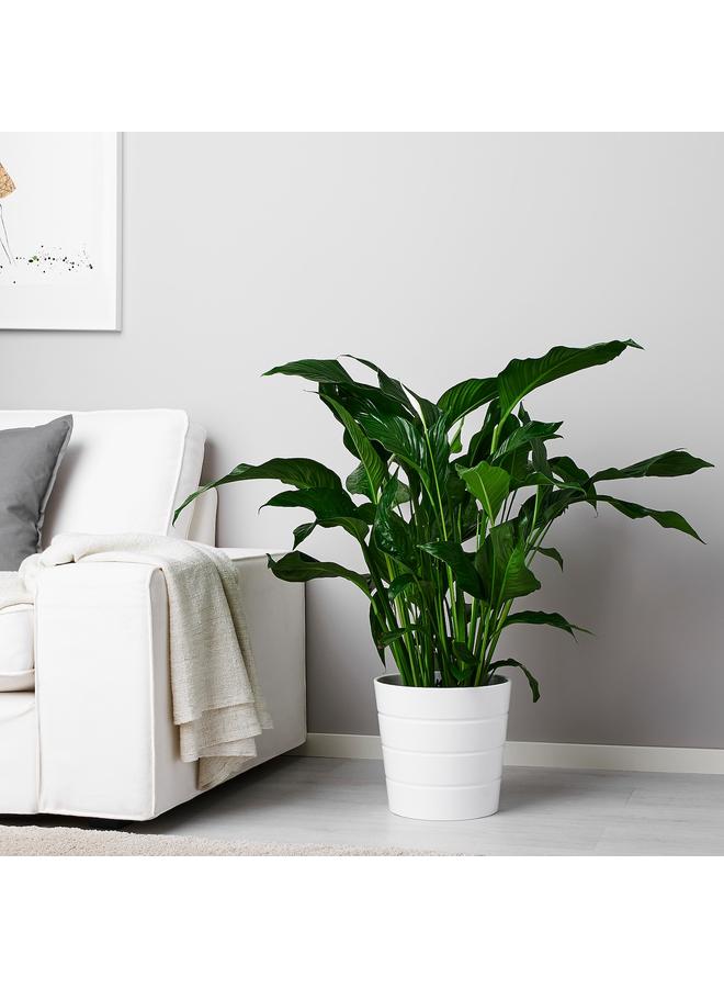 زبون نبات في وعاء، زنبق السلام، 24 سم - Image 2