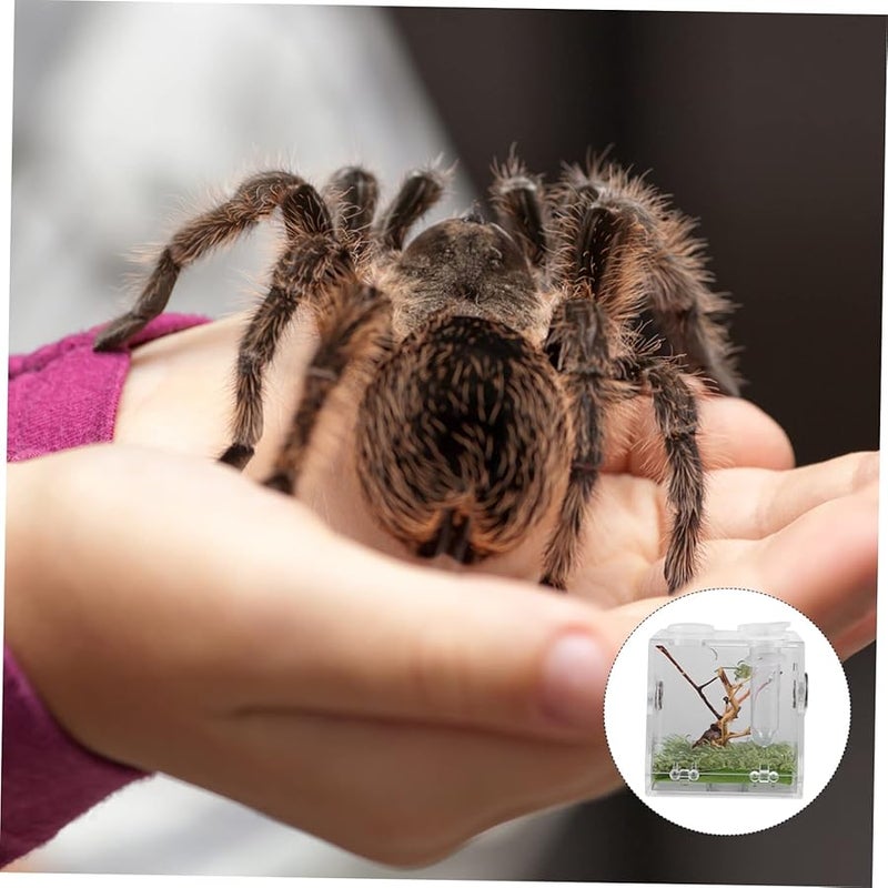 صندوق حوض الزواحف الشفاف مع تهوية، موطن سهل التنظيف لعناكب القفز - Image 5